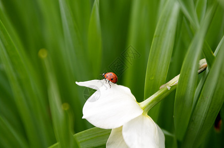 美丽的自恋花朵上的Ladybug高清图片