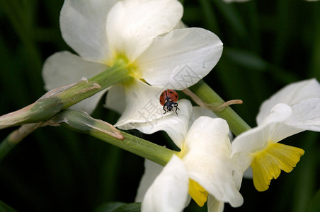 在自恋的花朵中 被Ladybug高清图片