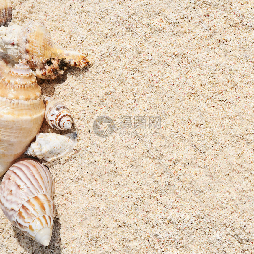 海星在海滩上地平线海浪异国旅行旅游海景珊瑚海洋贝壳风景图片