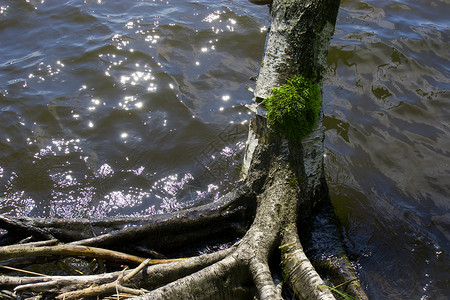 伯赫树植物环境孤独树木生态生长波浪苔藓植被生活高清图片