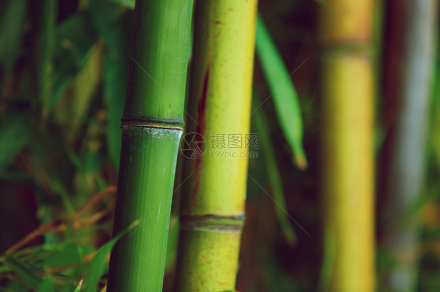 竹绿色园艺雨林温泉森林活力叶子竹子生长植物图片