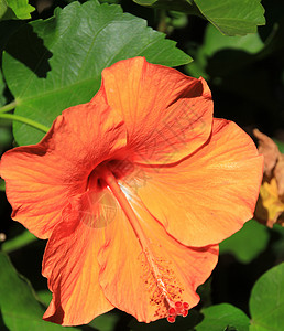 橙色花边背景图片