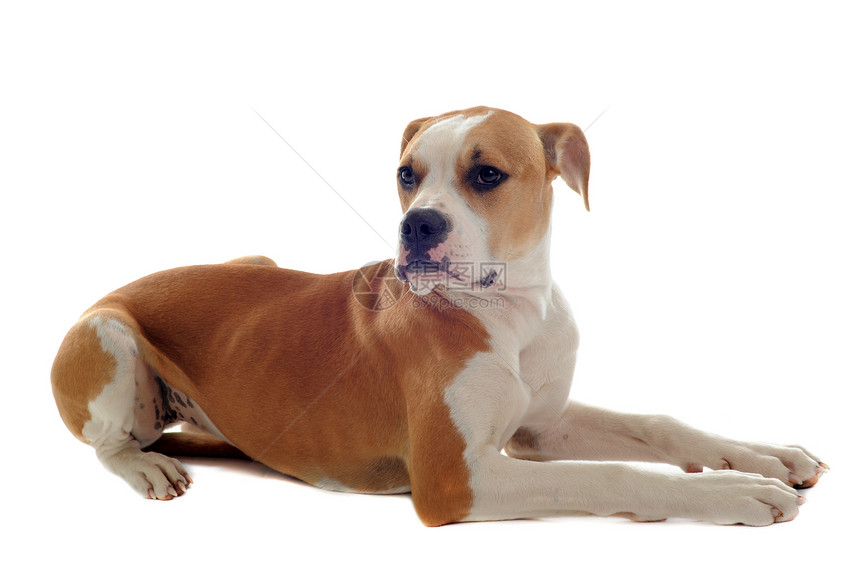 美国斗牛犬白色棕色小狗宠物犬类女性工作室斗牛犬动物图片