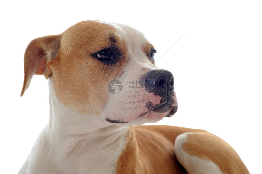 美国斗牛犬犬类小狗工作室棕色白色女性斗牛犬宠物动物图片