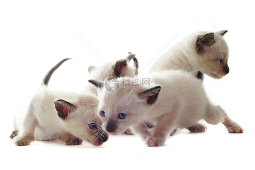 西亚小猫白色宠物动物团体工作室猫科动物蓝色眼睛图片