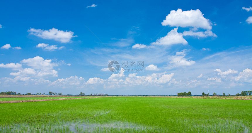 绿野阳光蓝色晴天牧场生长农场国家场景季节草地图片