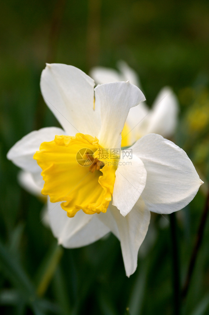 达法迪尔水仙花黄色白色花头植物饱和色花瓣图片