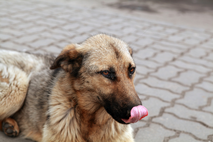 无家可归的狗狗孤独动物街道舌头说谎褐色图片
