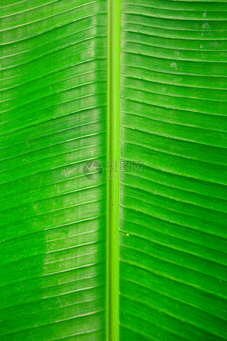 香蕉叶香蕉生长墙纸叶子热带植物学植物绿色线条生态图片