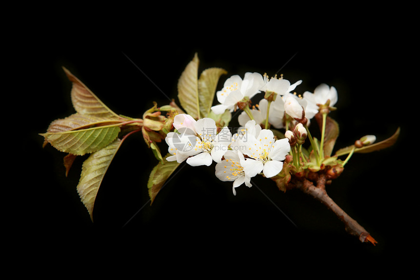 樱花花季节工作室黑色植物群叶子部分植物学季节性宏观背景图片