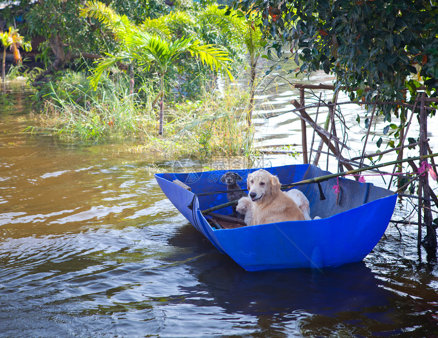 狗在看来 是满足的气旋风暴灾难场景飓风房子蓝色热带流动世界图片