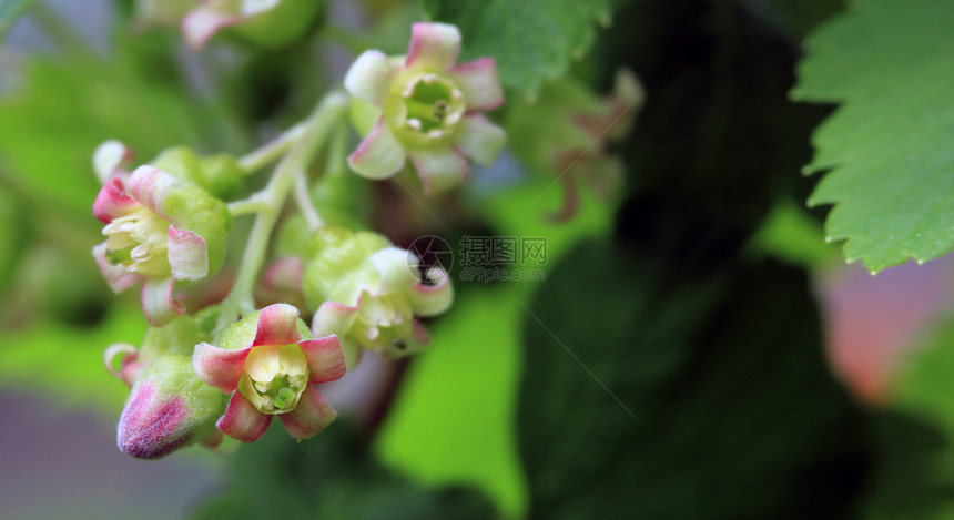 紧贴的花朵植物季节公园文化枝条农业红色花园黑色宏观图片