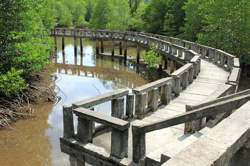 混凝土桥通往红树林旅行建筑学植物场景红树远足小路公园森林人行道图片