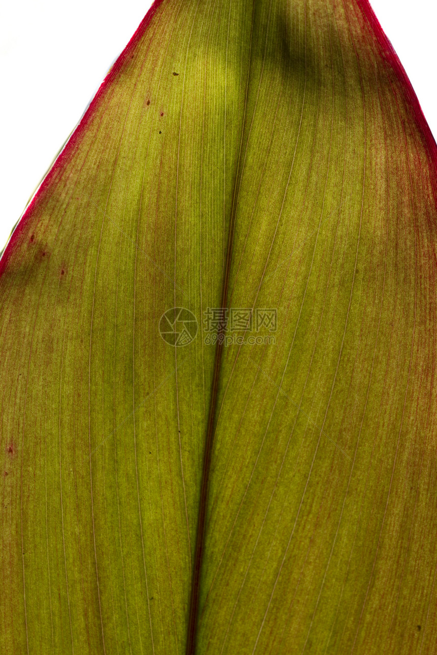 叶子线条红色绿色照片植物宏观图片