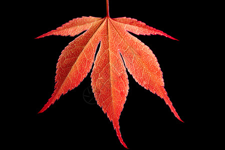 红叶红色宏观叶子摄影黑色背景图片