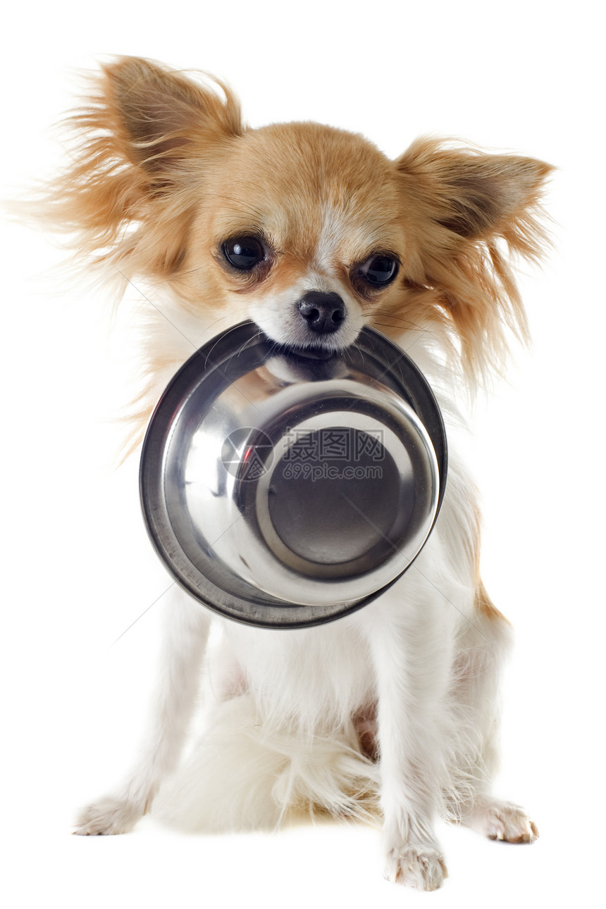 小狗吉娃娃和食物碗宠物白色食品犬类狗粮伴侣工作室棕色动物金属图片