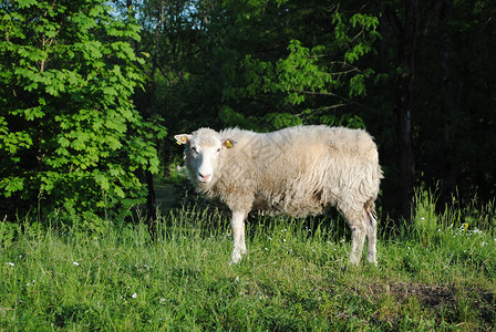 羊爬坡羊群牧场乡村人文景观农业动物绵羊羊毛主权背景图片