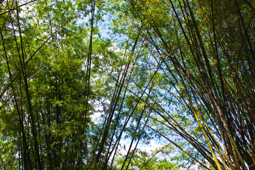 竹木树绿色森林植物树枝绿色植物群花园环境草地工艺品工艺图片