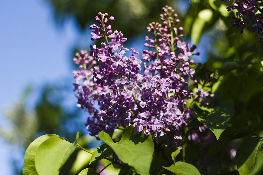 丁烯醇花瓣蓝色花园紫色美丽植物群衬套花束季节植物学图片