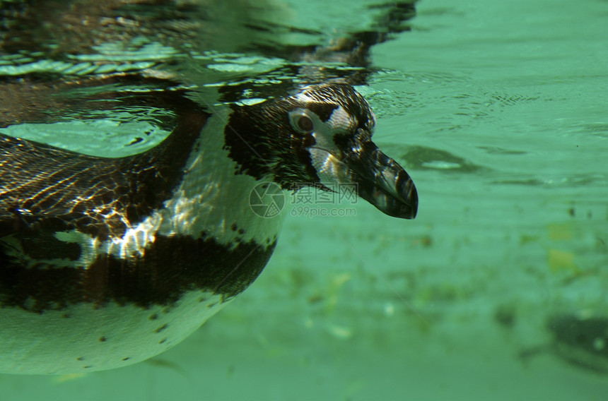 游泳企鹅鲈鱼荒野野生动物鸟类动物海岸阳光海洋翅膀燕尾服图片