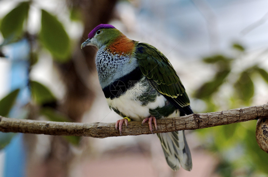 多彩热带热带鸟类图片