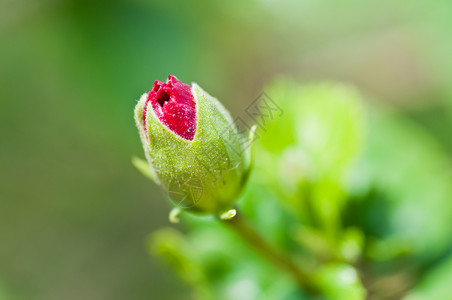 红hibiscus 鲜花芽 绿干 叶子 在远离焦点背景的绿色上隔离背景图片