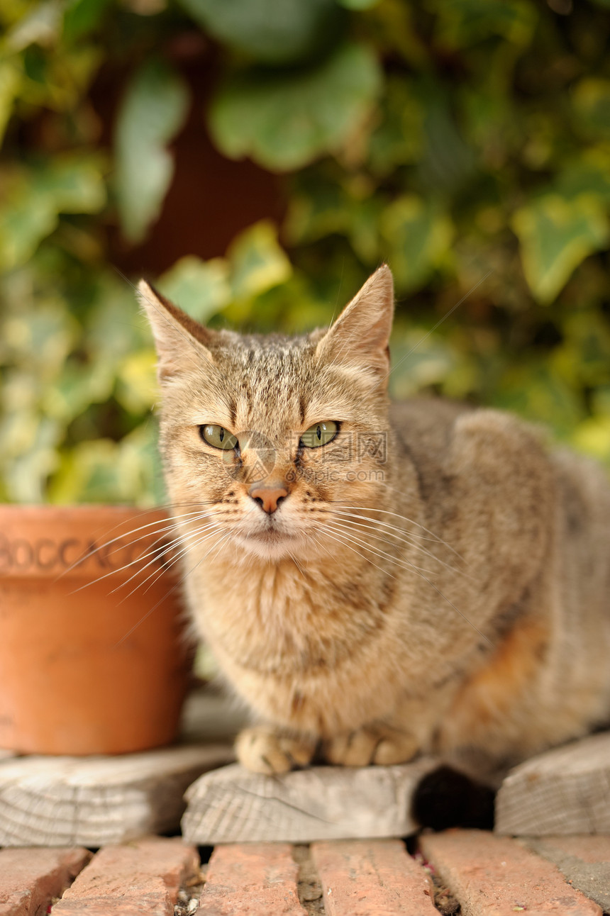 Cat 纵向绿色瞳孔哺乳动物毛皮头发羊毛胡子鼻子猫科灰色图片