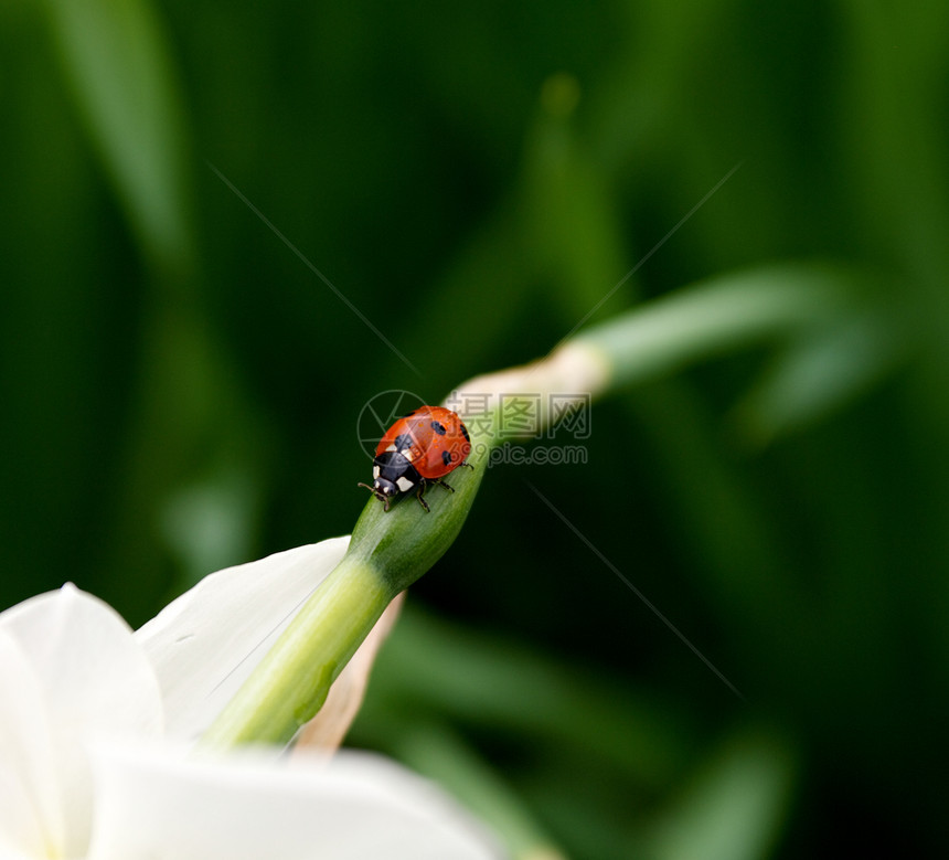 自恋花朵上的Ladybug图片