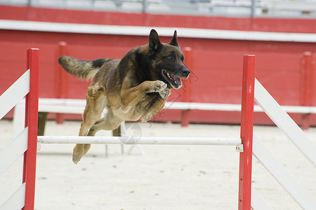 跳跃麦地诺动物棕色运动牧羊人宠物警觉竞赛犬类训练锻炼背景图片