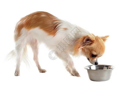 小狗吉娃娃和食物碗宠物棕色犬类工作室动物伴侣狗粮白色食品背景图片