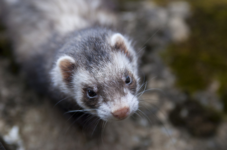 Ferret 看着摄影机 脸脸色严酷图片