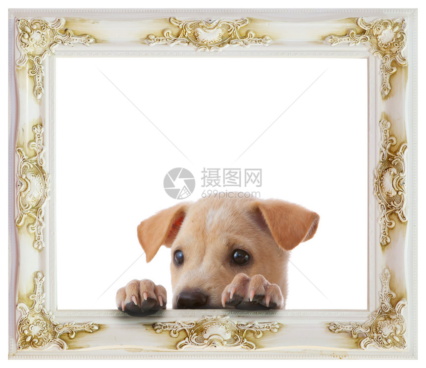 带框架的狗狗明信片空白隐藏横幅广告小狗猎犬工作室边界宠物图片