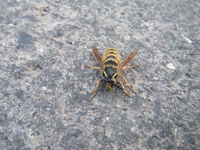 蜜蜂昆虫背景图片
