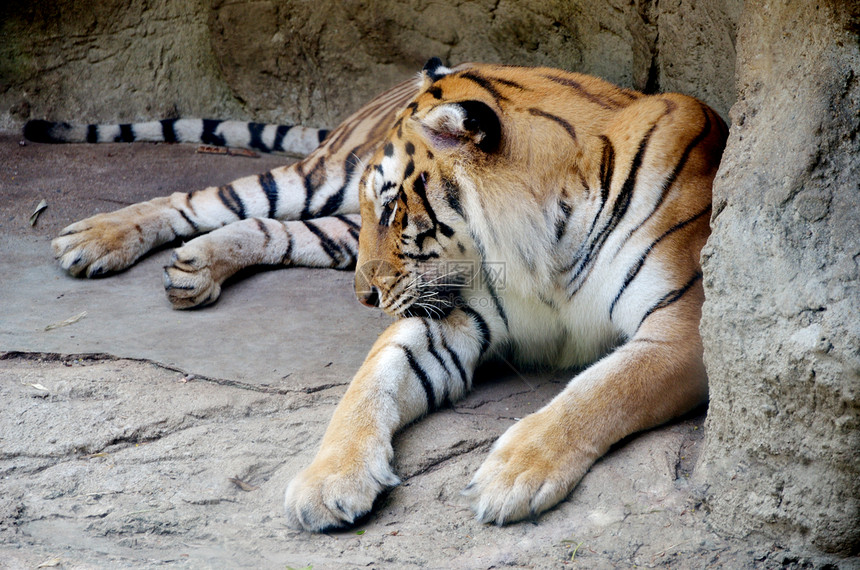 老虎睡觉生活野生动物动物园荒野危险耳朵动物岩石哺乳动物食物图片