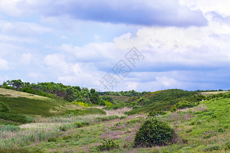 青山场地主流天空蓝色风景树木草地芦苇全景植被背景图片
