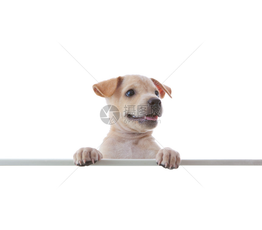 带空野猪的狗狗动物猎犬空白边界哺乳动物木板广告犬类宠物笔记图片
