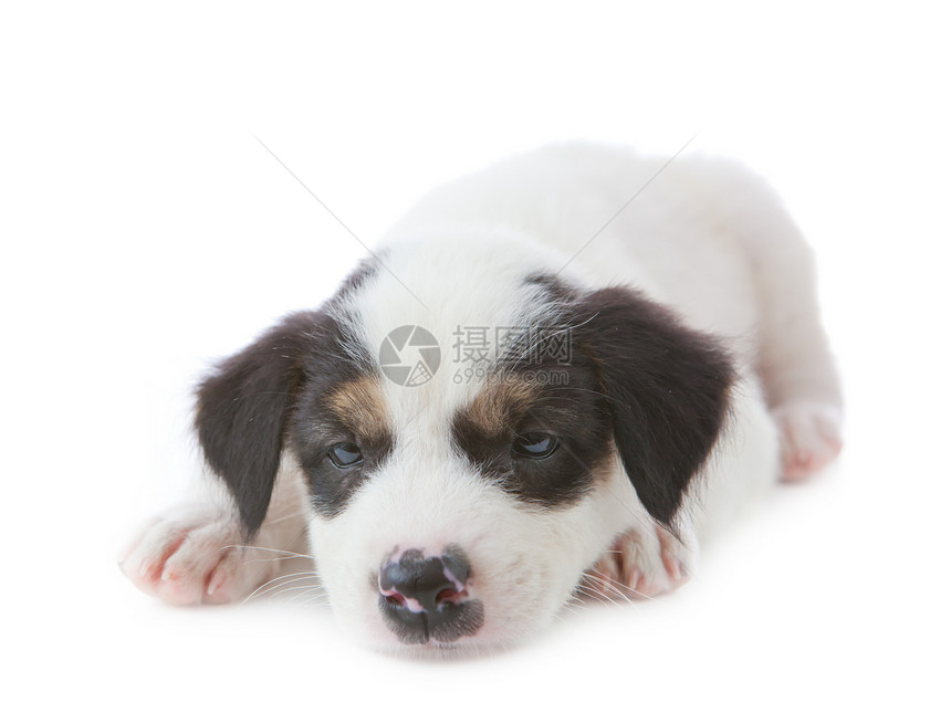 小狗狗毛皮白色展示哺乳动物朋友小狗舌头耳朵鼻子犬类图片