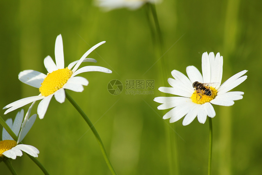白花上的蜜蜂宏观花粉花瓣花蜜蜂蜜熊蜂工人绿色植物动物图片