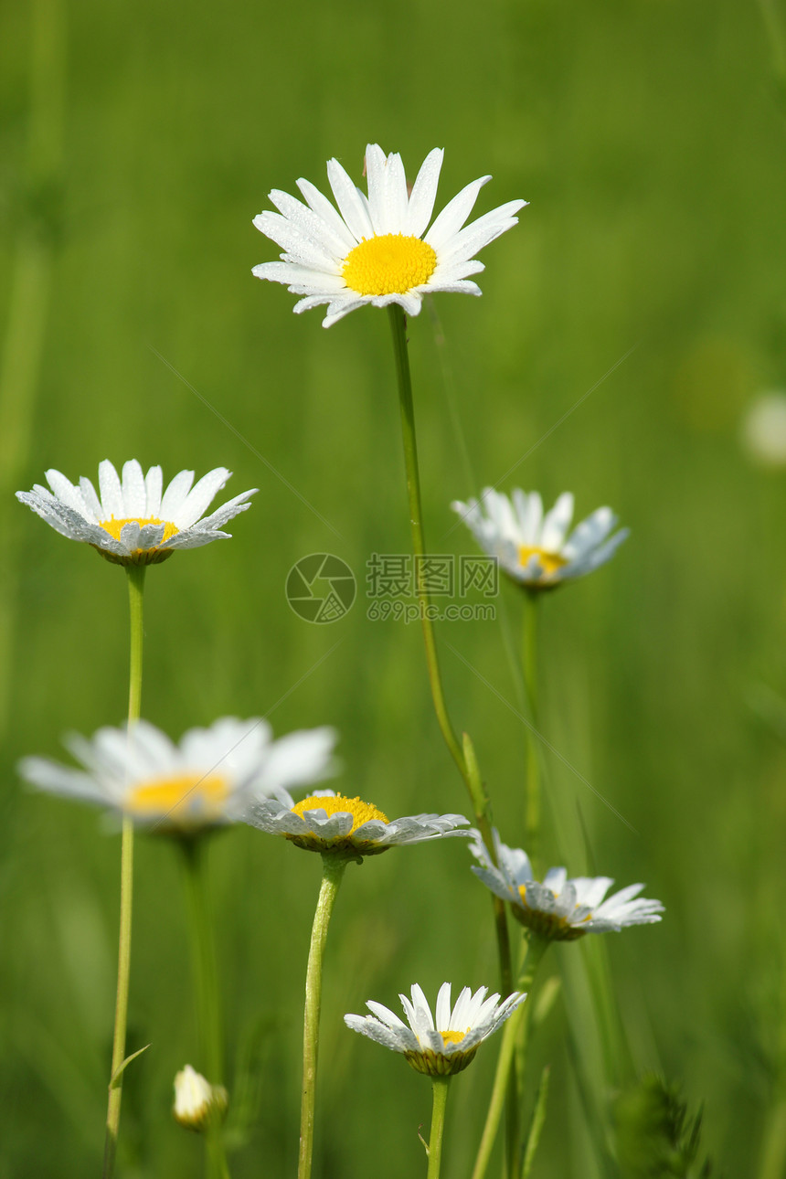 叶子上有露露的白花图片