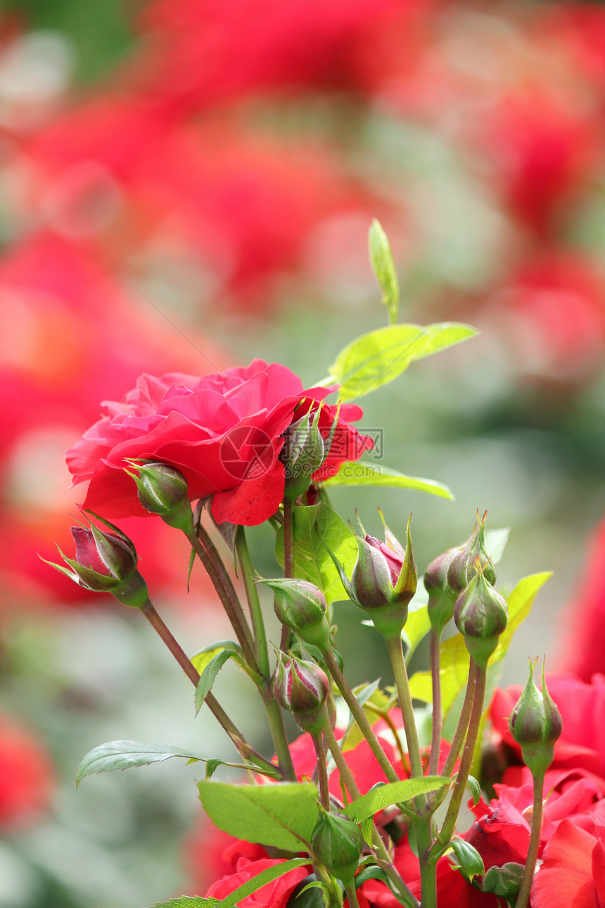 带红玫瑰的花园春景图片