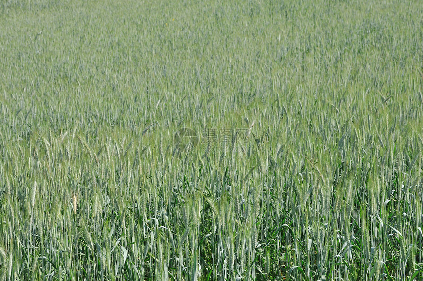 绿色谷物农村国家营养生长玉米农业农场植物食物粮食图片