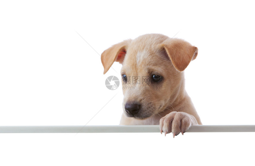 带空野猪的狗狗犬类边界横幅小狗动物卡片笔记白色宠物猎犬图片