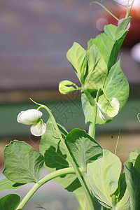 花豌豆背景图片