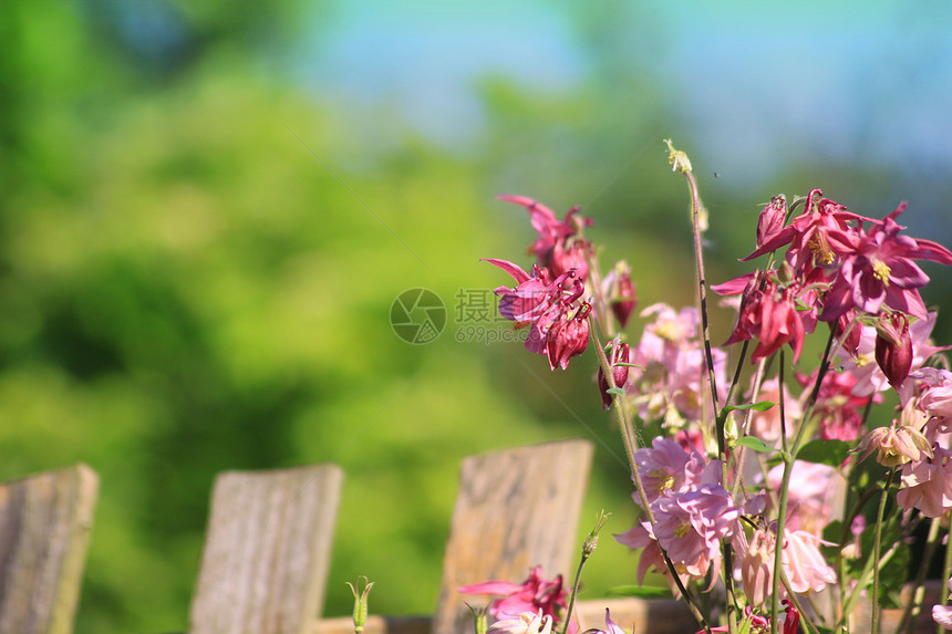 鲜花和围栏花园植物群园艺叶子栅栏粉色花瓣生长花朵图片