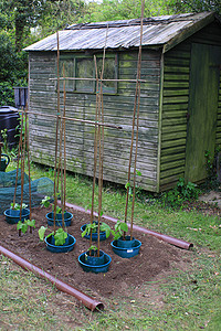 蔬菜绘图园艺生长竹子乡村花园塑料阴谋蓝色豆子背景图片