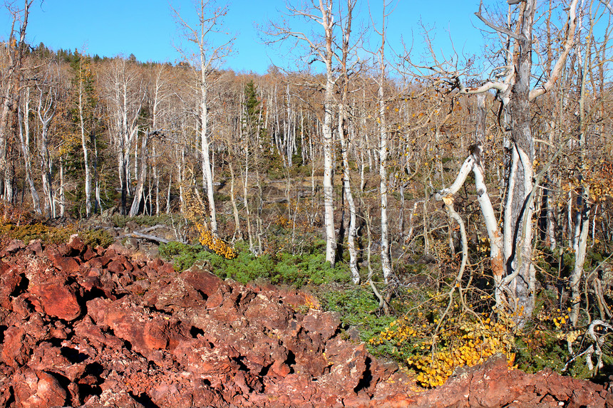 迪克西国家森林拉瓦田绿地旅行石头火山生态植被森林巨石国家林地图片