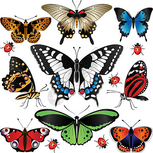 尤利西斯收集蝴蝶和蝴蝶收藏自由翅膀昆虫小龟甲漏洞绘画黄色艺术孔雀插画