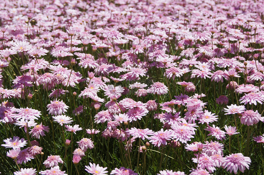 粉红花雏菊园艺绿色植物季节花瓣花园植物群礼物花束图片