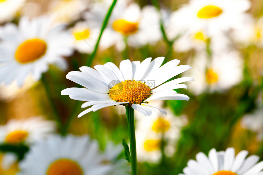 白米粉季节场地甘菊辉光雏菊场景花园植物群植物药品图片