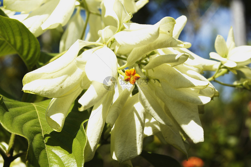 Masanduia 花朵礼物生长植物宏观紫色花店美丽花束植物群季节图片